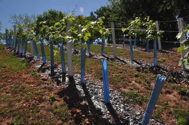 vineyard in private yard